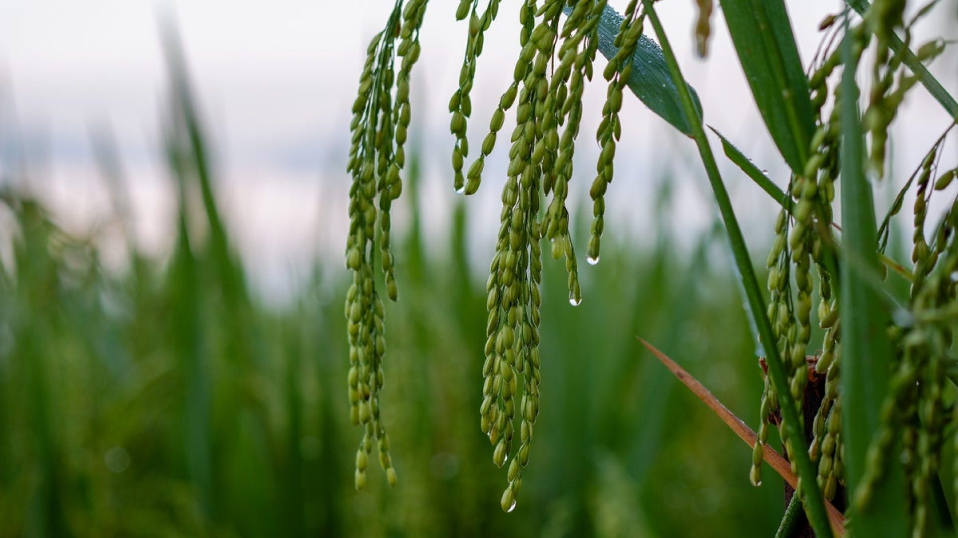 Rice plants sense the sound vibrations of raindrops hitting the ground—and researchers suspect ...