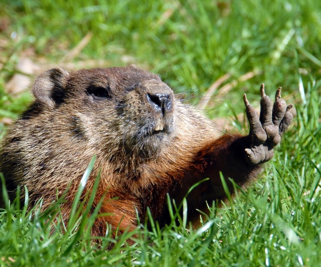 Groundhogs are unique, and it's not just because of their annual weather forecasts mirecca/Getty ...