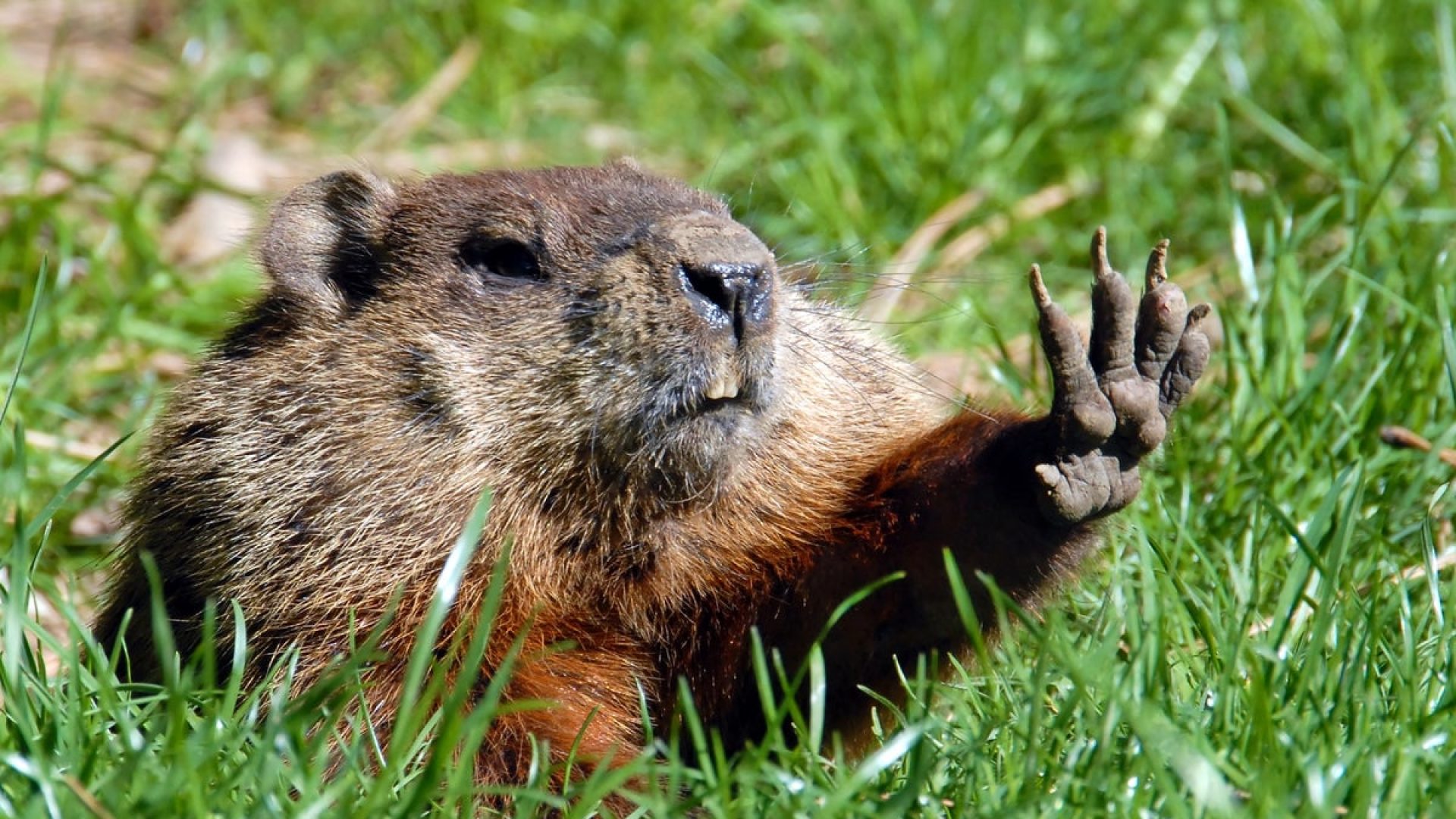 Groundhogs are unique, and it's not just because of their annual weather forecasts mirecca/Getty ...