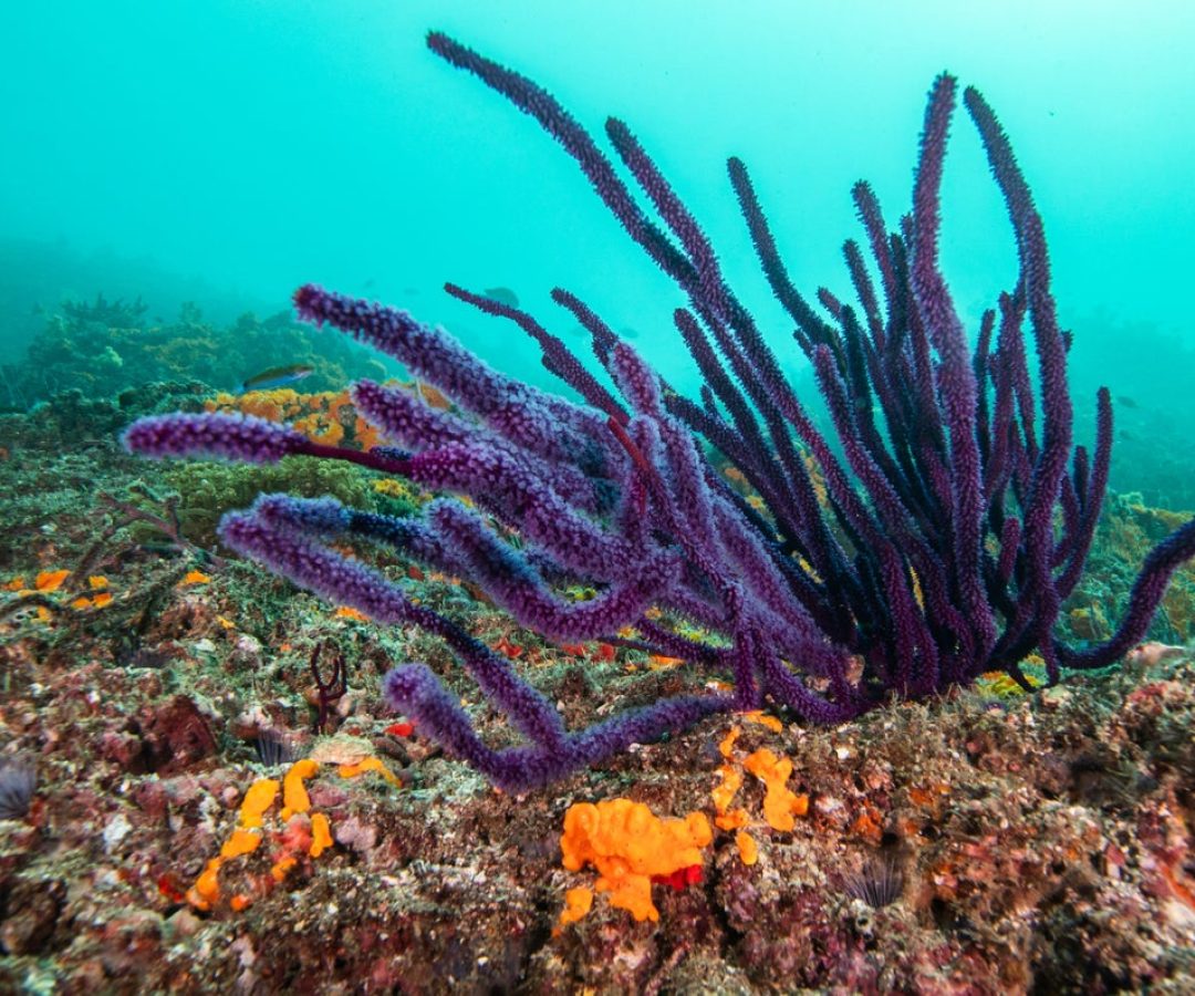 Coral seen near the Strait of Hormuz in the Persian Gulf. Mahmut Serdar Alakus/Anadolu via Getty ...