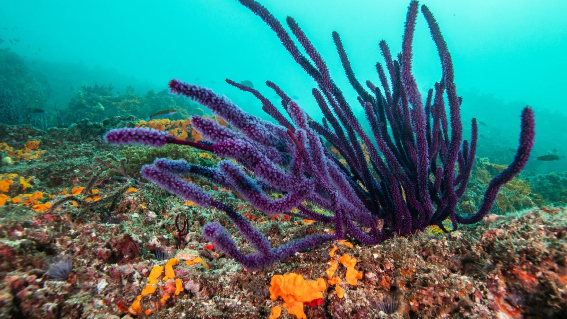 Coral seen near the Strait of Hormuz in the Persian Gulf. Mahmut Serdar Alakus/Anadolu via Getty ...