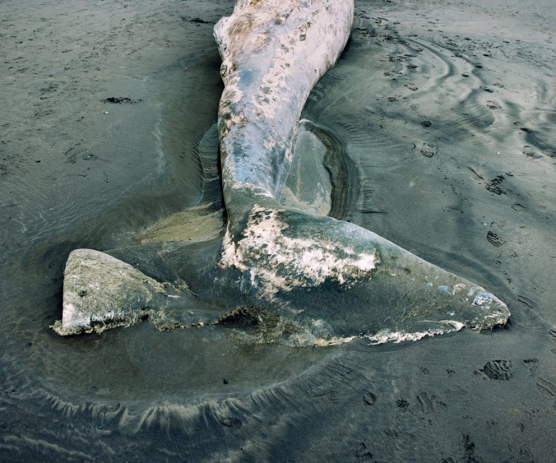 This juvenile gray whale washed up at Ocean Shores, Wash. RyanJLane/Getty Images