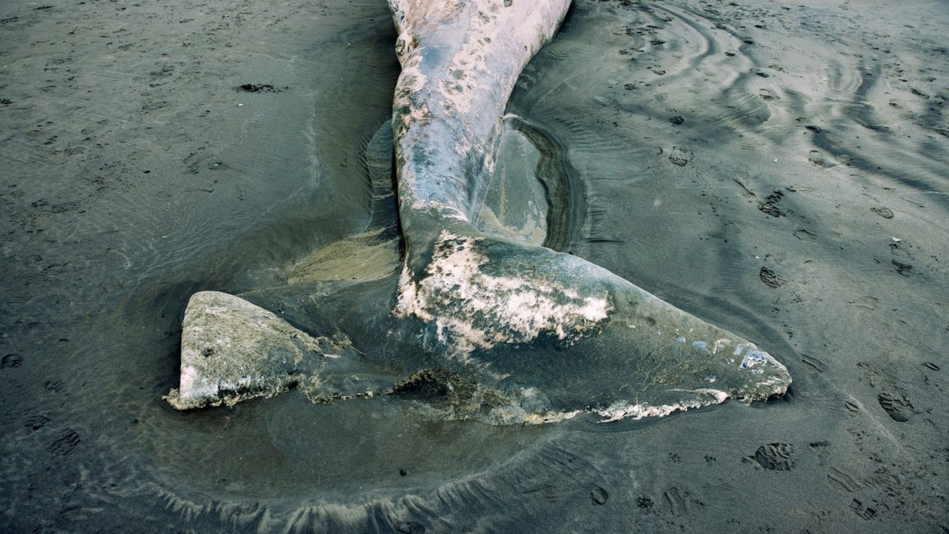 This juvenile gray whale washed up at Ocean Shores, Wash. RyanJLane/Getty Images