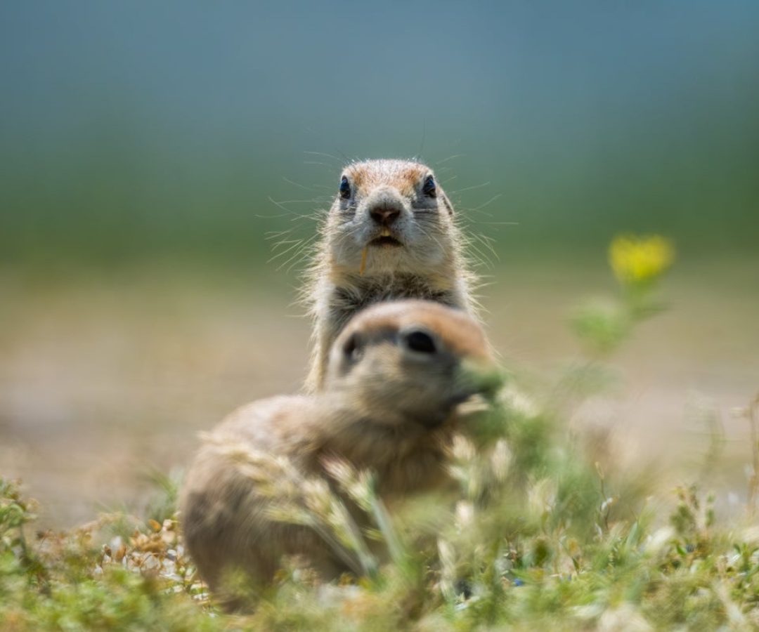 Ground squirrels go into a hibernation state called torpor for up to eight months. Alaeddin Cogal...