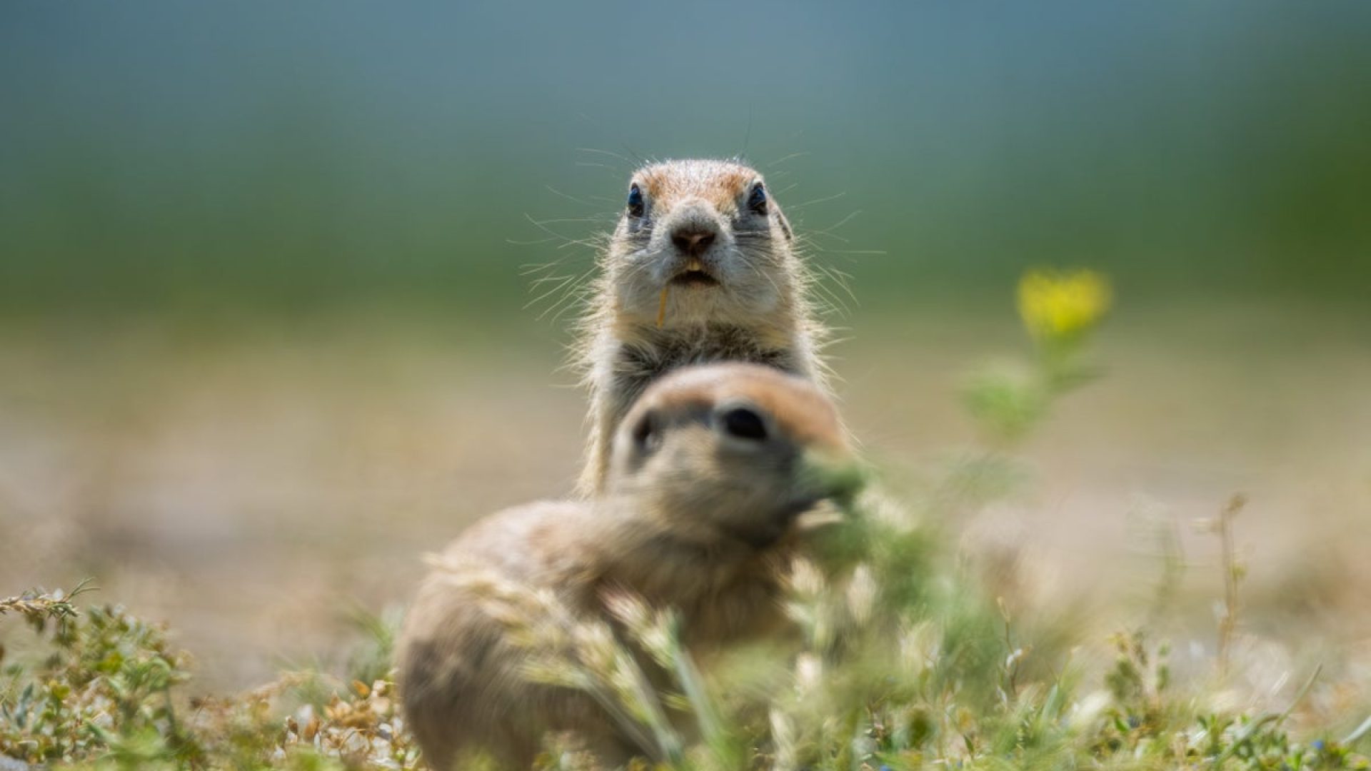 Ground squirrels go into a hibernation state called torpor for up to eight months. Alaeddin Cogal...