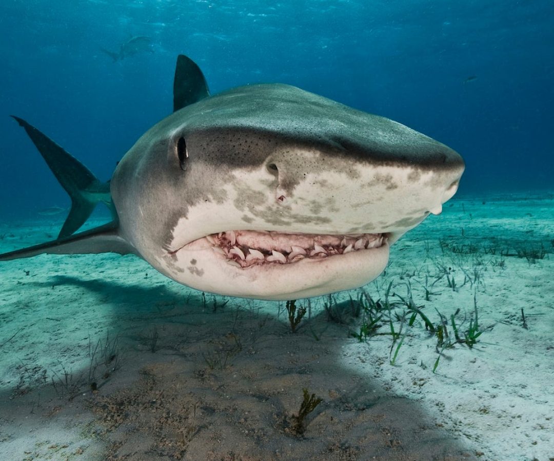 Tiger sharks (Galeocerdo cuvier) are common visitors of the reefs north of the Bahamas in the Car...