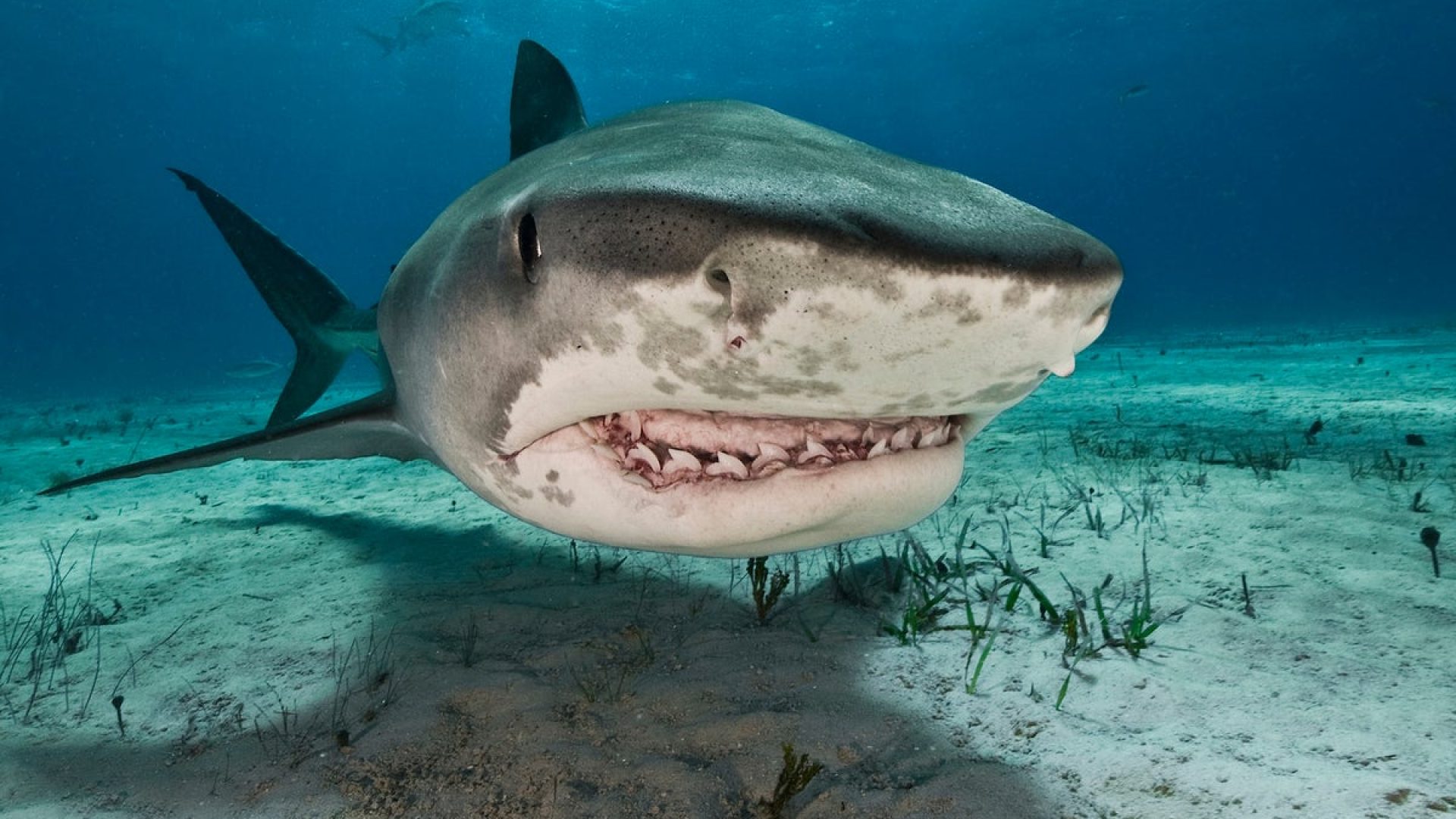 Tiger sharks (Galeocerdo cuvier) are common visitors of the reefs north of the Bahamas in the Car...