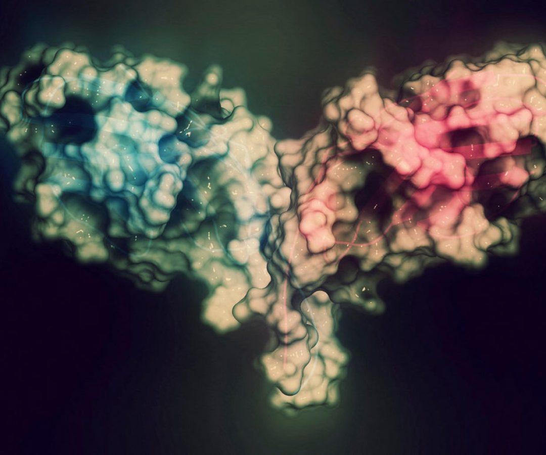 The AI tool designed binders against Cytotoxic T-lymphocyte-associated protein 4 (CTLA-4). Scienc...
