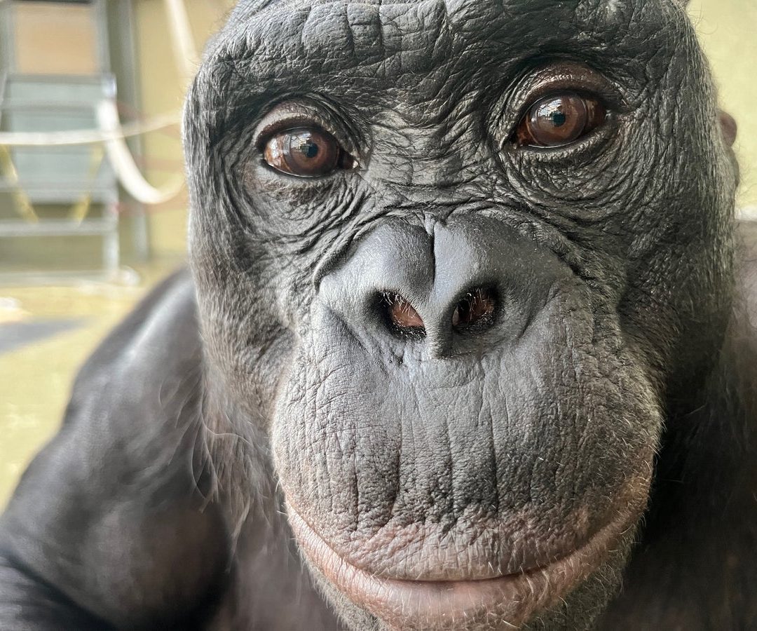 Kanzi, a language trained bonobo Ape Initiative