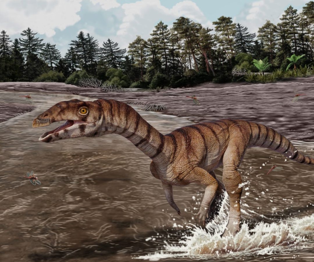 Jorge Gonzalez; Copyright NHMLAC Dinosaur Institute