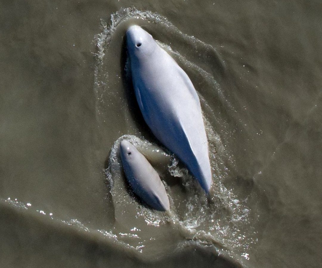 A beluga whale mother and newborn calf swim through the silty water of Cook Inlet. Hollis Europe ...