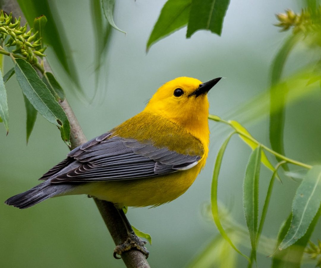 Prothonotary Warbler. Teresa Kopec/Getty Images