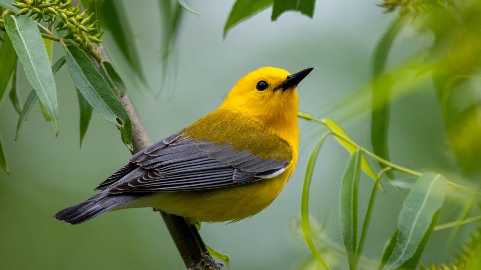 Prothonotary Warbler. Teresa Kopec/Getty Images