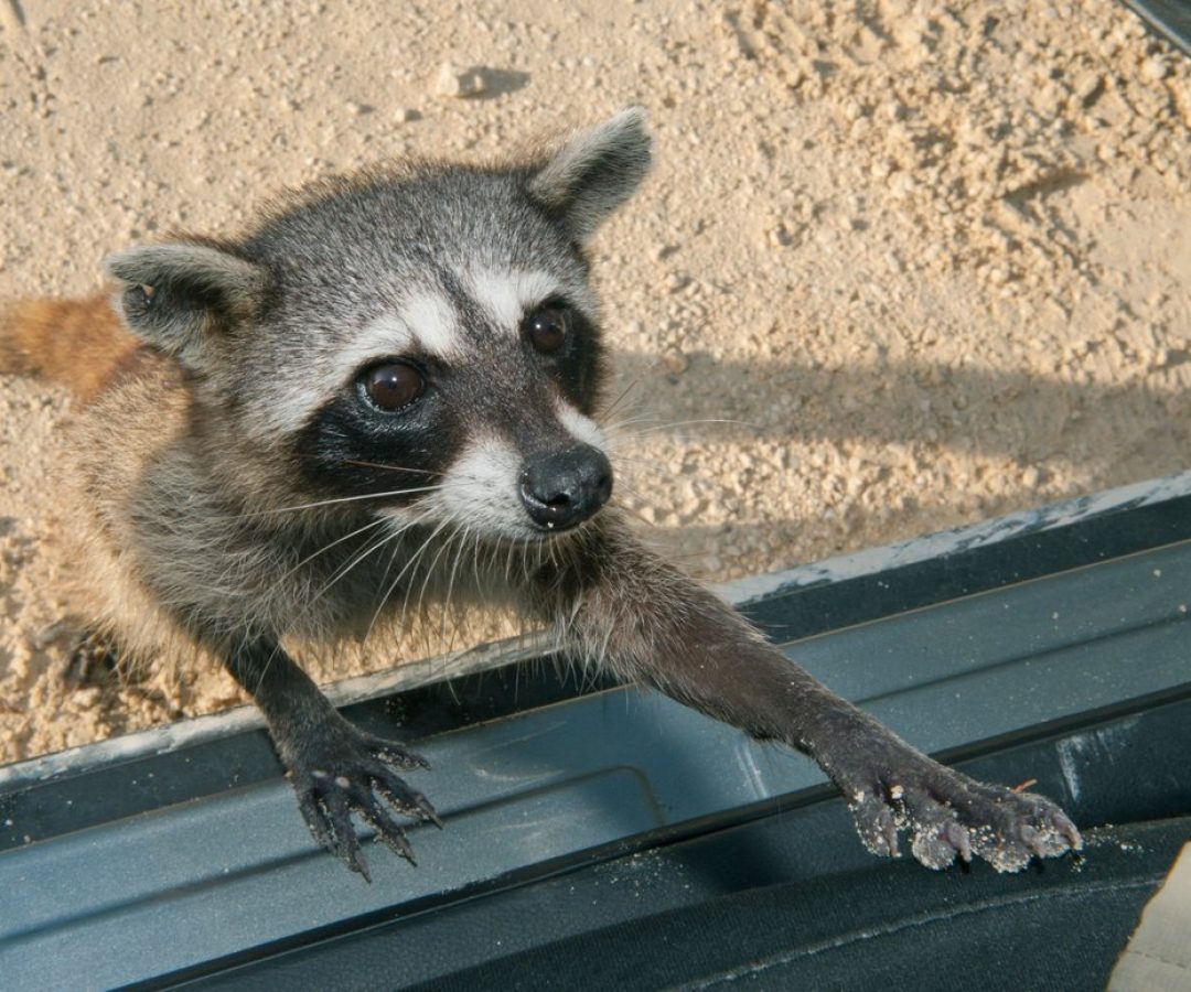 Pygmy raccoons, found only on Cozumel Island, have shown evidence of “material culture”—use...