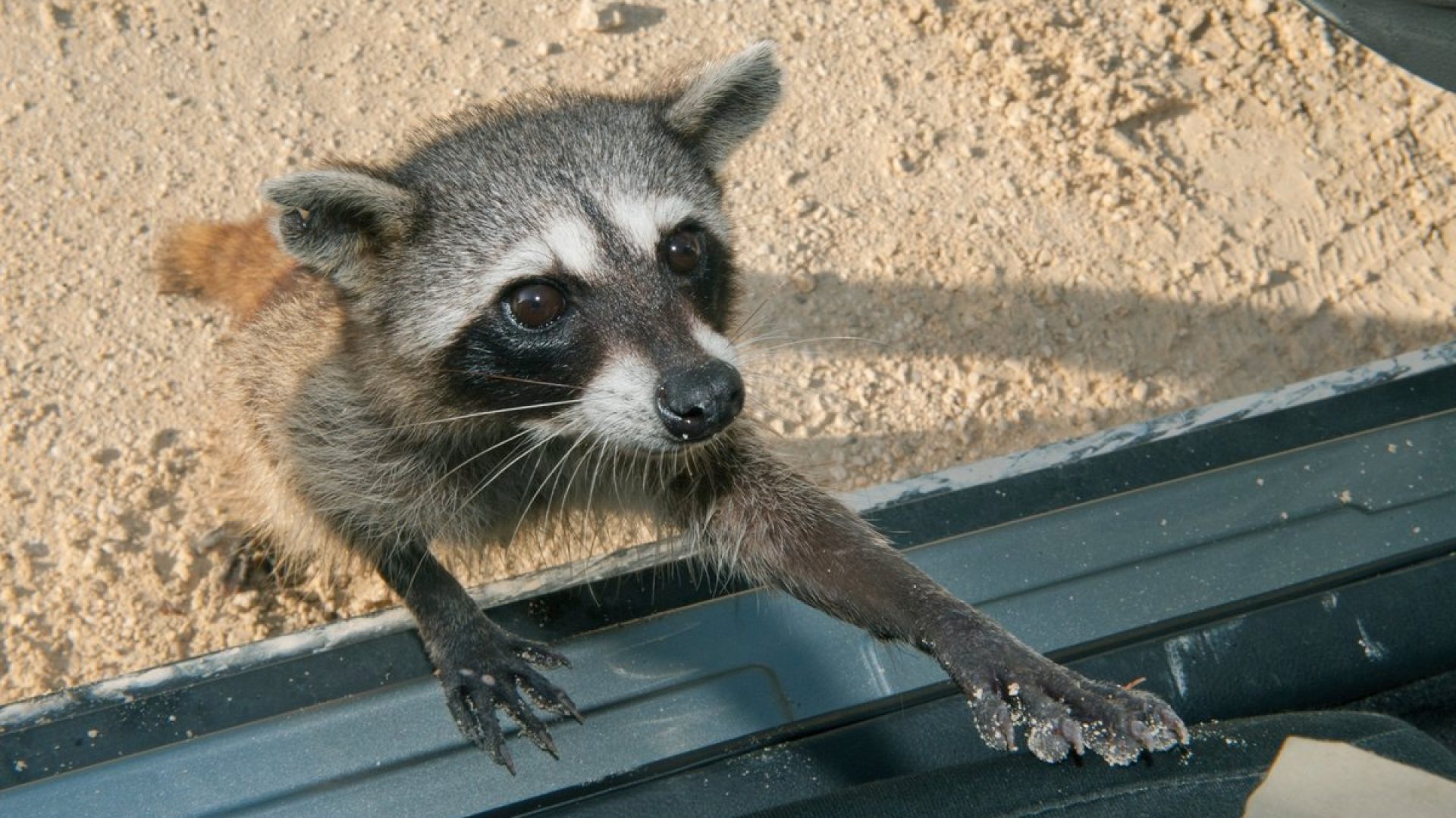 Pygmy raccoons, found only on Cozumel Island, have shown evidence of “material culture”—use...