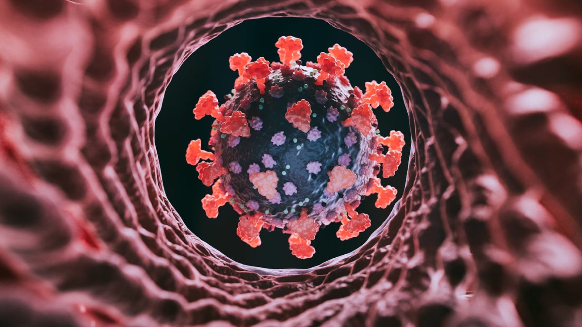 A new variant of SARS-CoV-2, the virus that causes COVID, dubbed "Cicada" is circulating. Koto_fe...