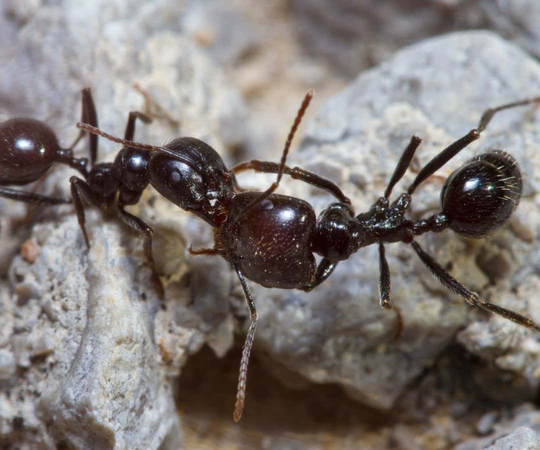 Harvester ants attack nest-mates whose scent they don’t recogniseJorgeOrtiz_1976/Shutters​tock