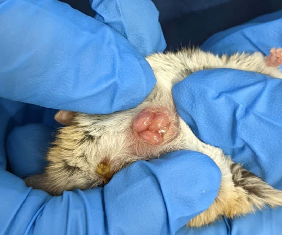 Young dunnarts in their mother’s pouchEmily Scicluna