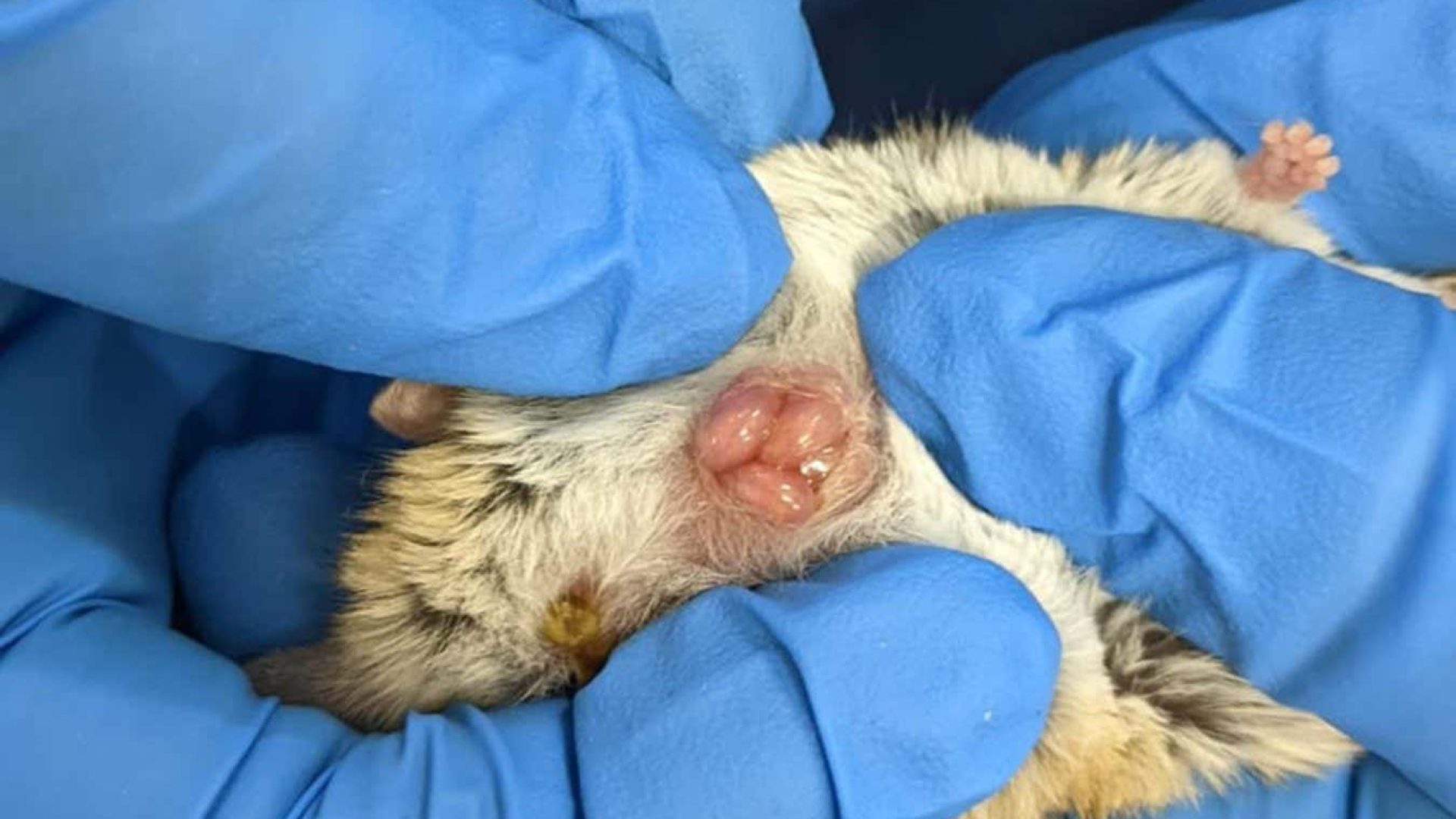 Young dunnarts in their mother’s pouchEmily Scicluna