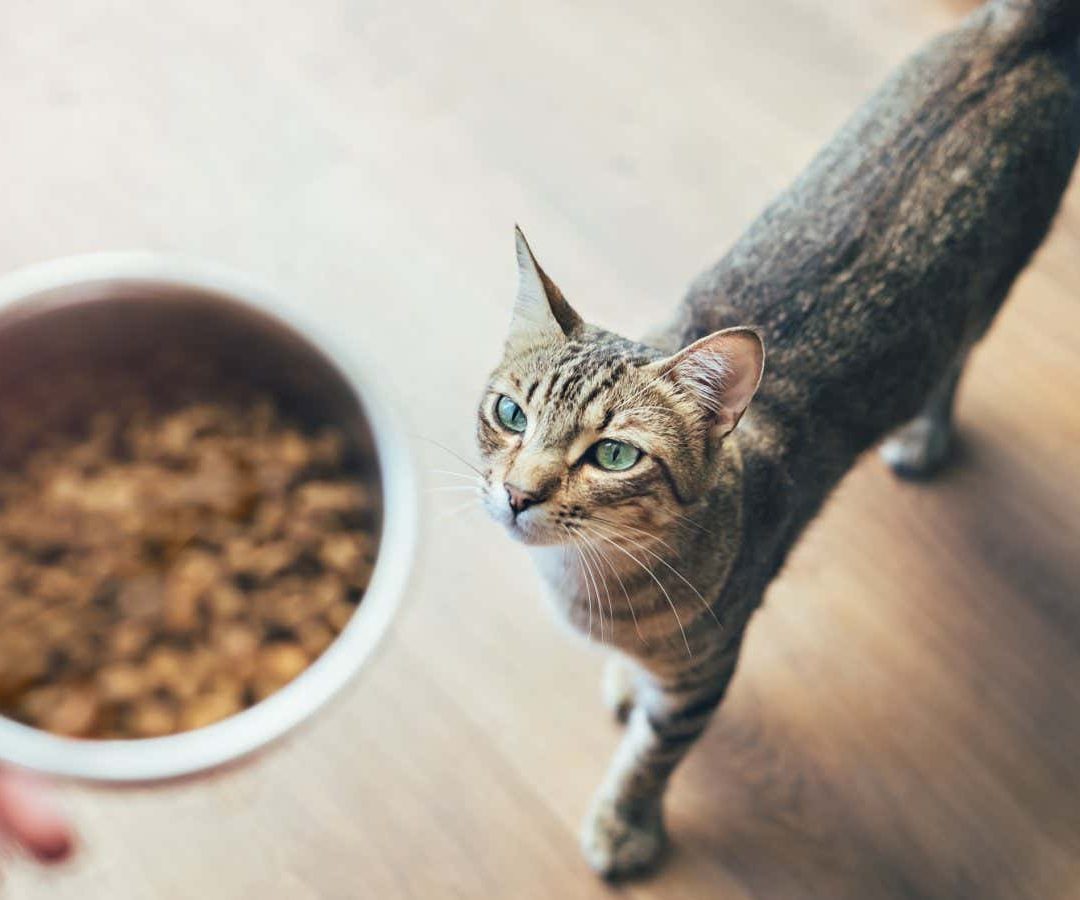 Some pet foods contain potentially harmful PFAS chemicalsCris Cantón/Getty Images