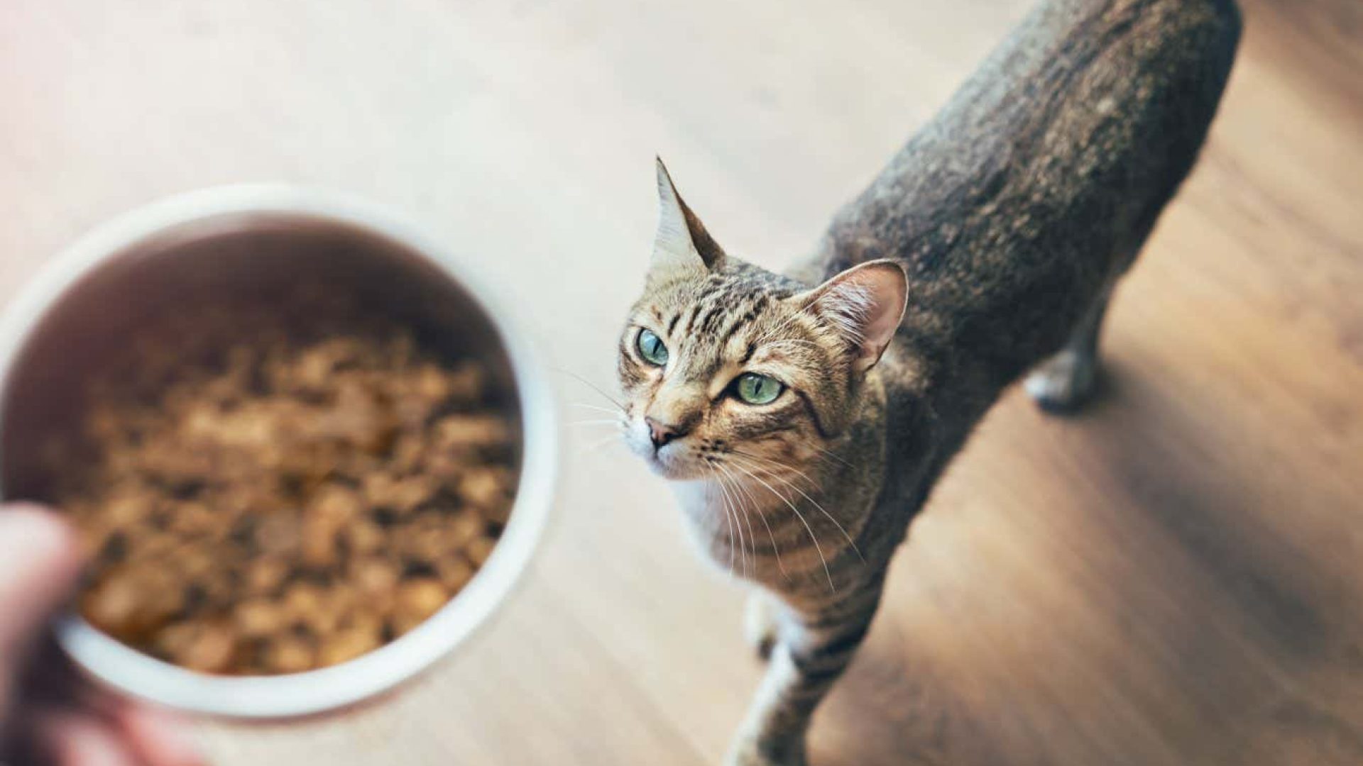 Some pet foods contain potentially harmful PFAS chemicalsCris Cantón/Getty Images