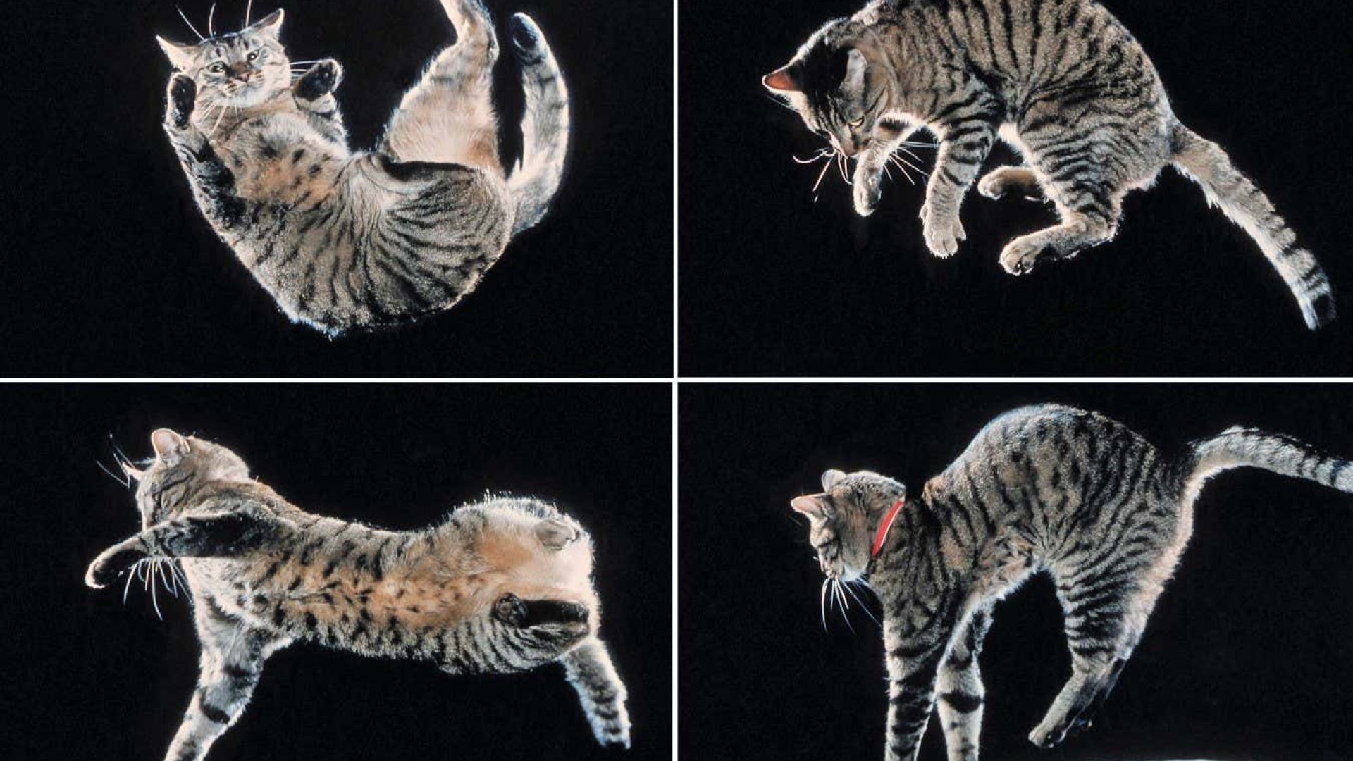 Falling cats seem to twist the front half of their body firstEvolve/Photoshot/ZUMAPRE​SS/Alamy