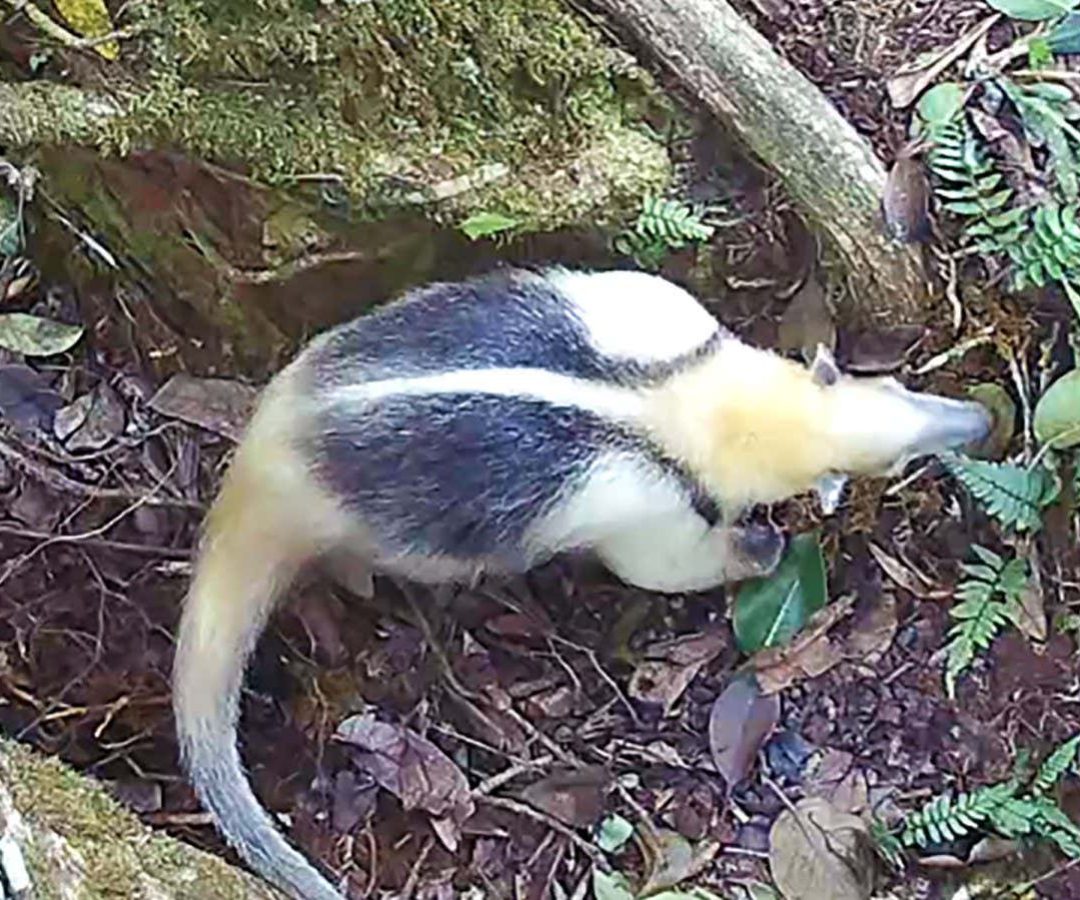A northern tamandua – a kind of anteater – using the fig tree latrineTropical Canopy Ecology ...