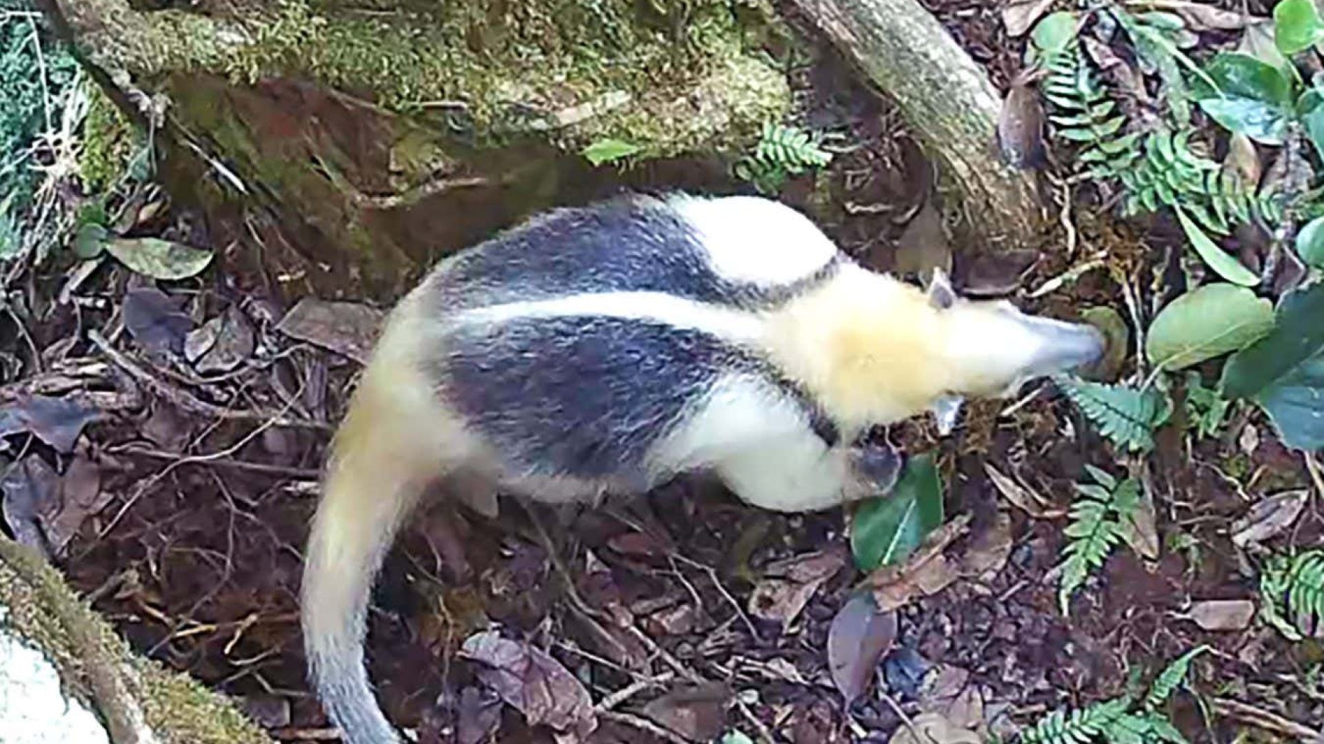 A northern tamandua – a kind of anteater – using the fig tree latrineTropical Canopy Ecology ...