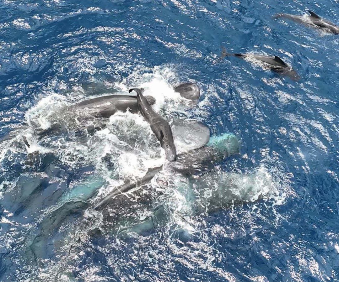 Female sperm whales hold the newborn calf above water until it can swim on its ownProject CETI