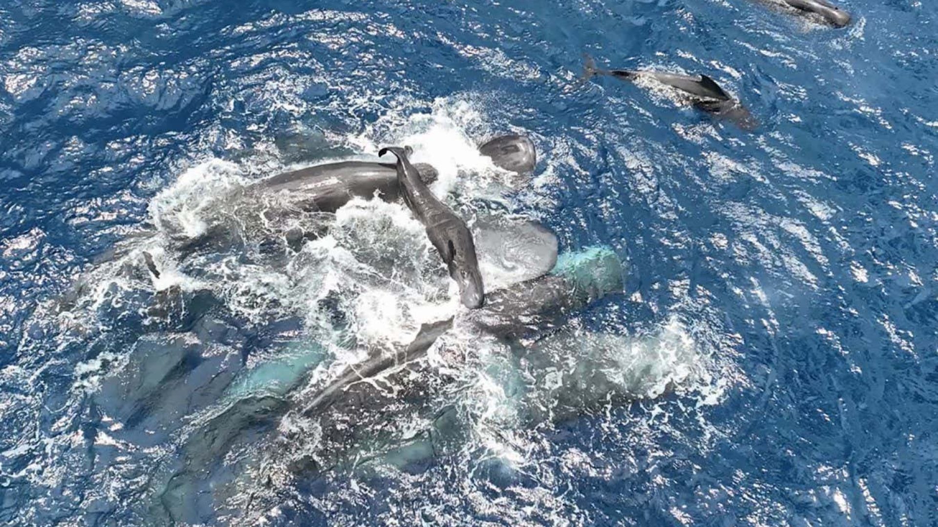 Female sperm whales hold the newborn calf above water until it can swim on its ownProject CETI