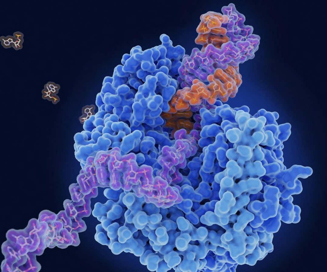 Viral RNA relies on an enzyme to replicate, which offers up a target to protect against a range o...