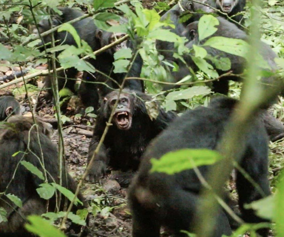 A violent encounter between the two factions of Ngogo chimpanzeesAaron Sandel