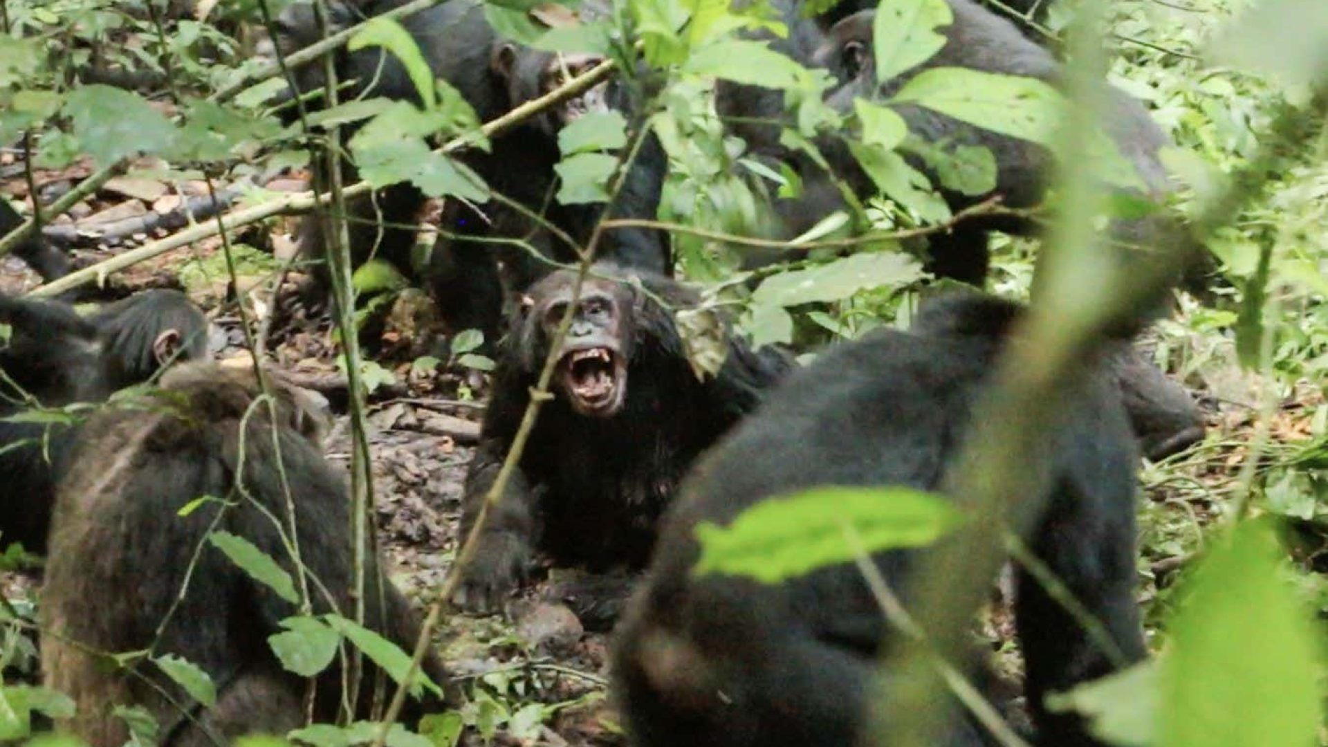 A violent encounter between the two factions of Ngogo chimpanzeesAaron Sandel