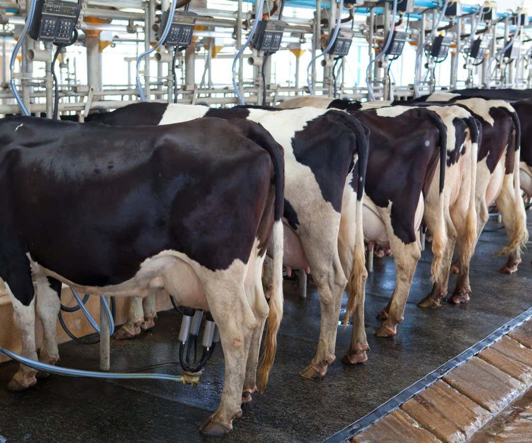 The dairy industry’s green claims are under scrutinyWitthaya/Getty Images