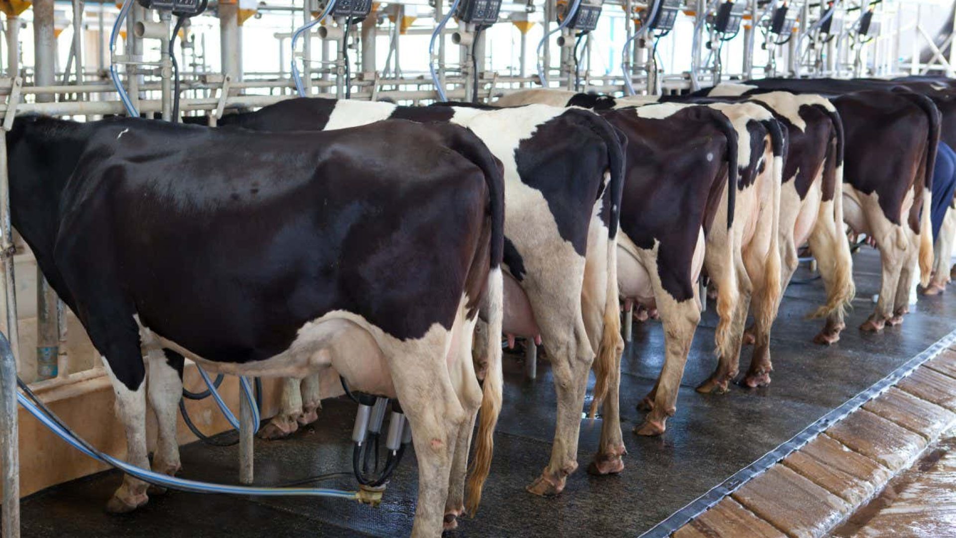 The dairy industry’s green claims are under scrutinyWitthaya/Getty Images