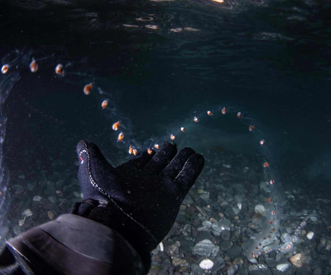 Antarctica’s vanishing sea ice transforms marine life