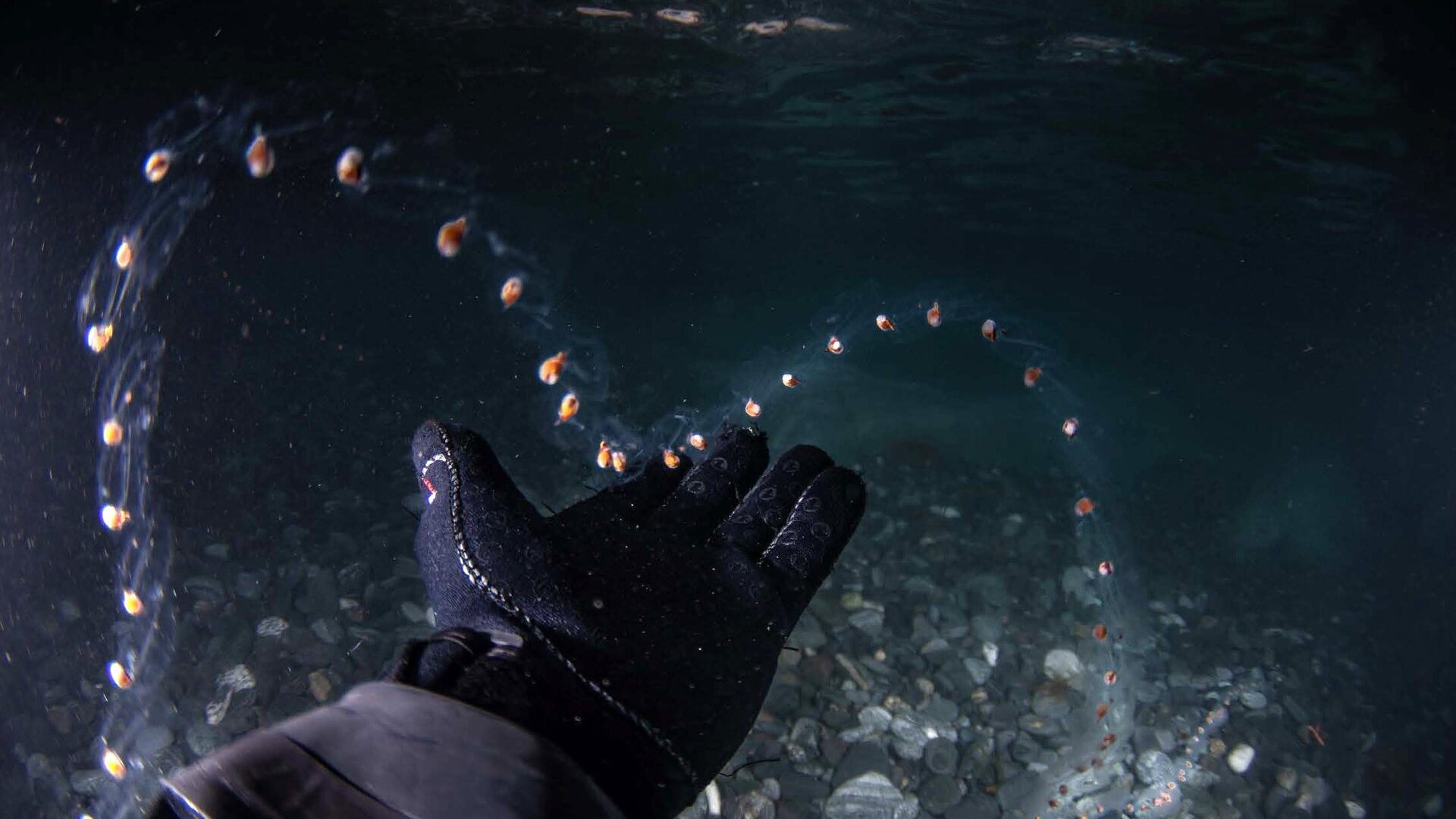 Antarctica’s vanishing sea ice transforms marine life