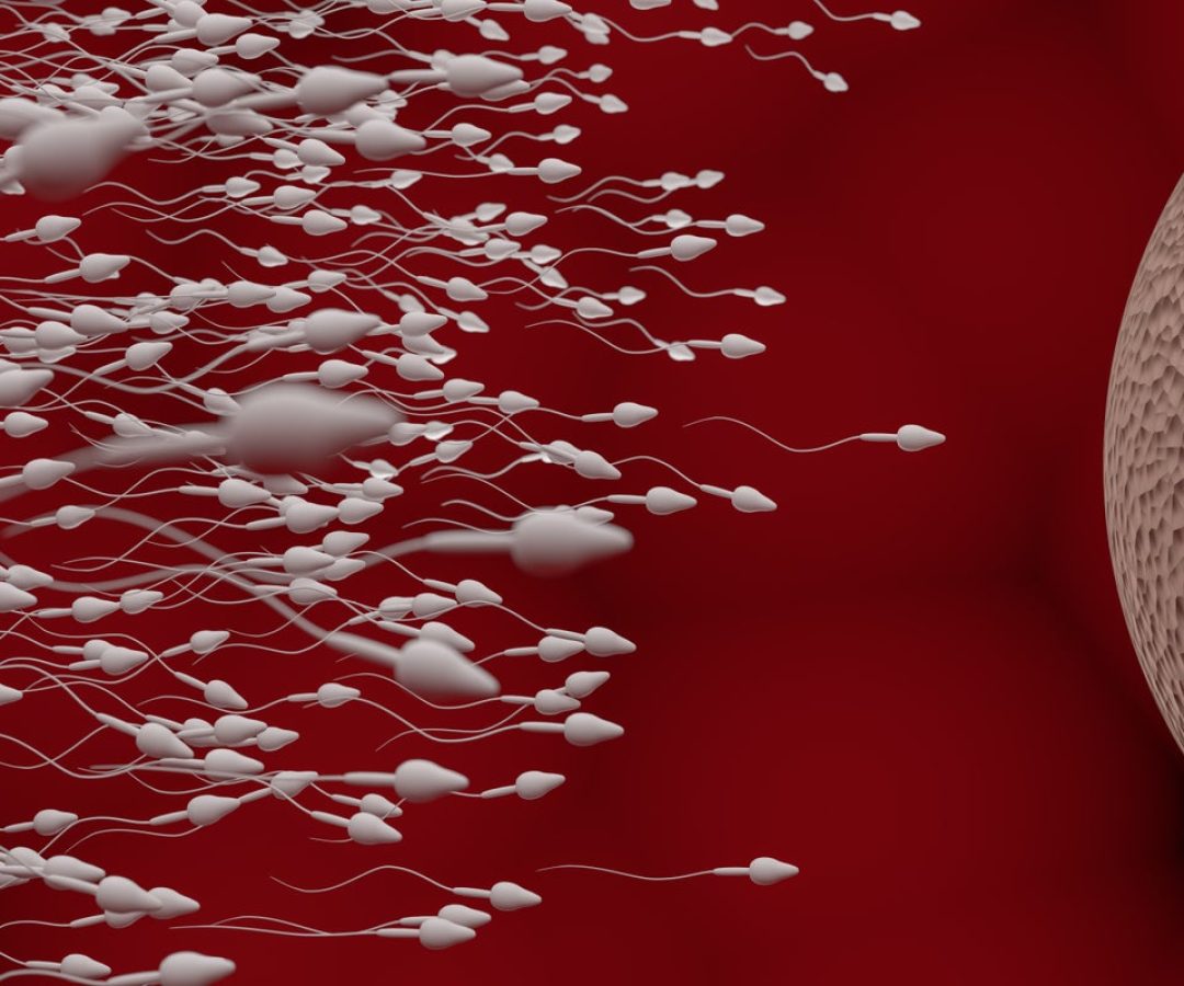Sperm quality improved in men with obesity after a course of GLP-1 drugs. vchal/Getty Images