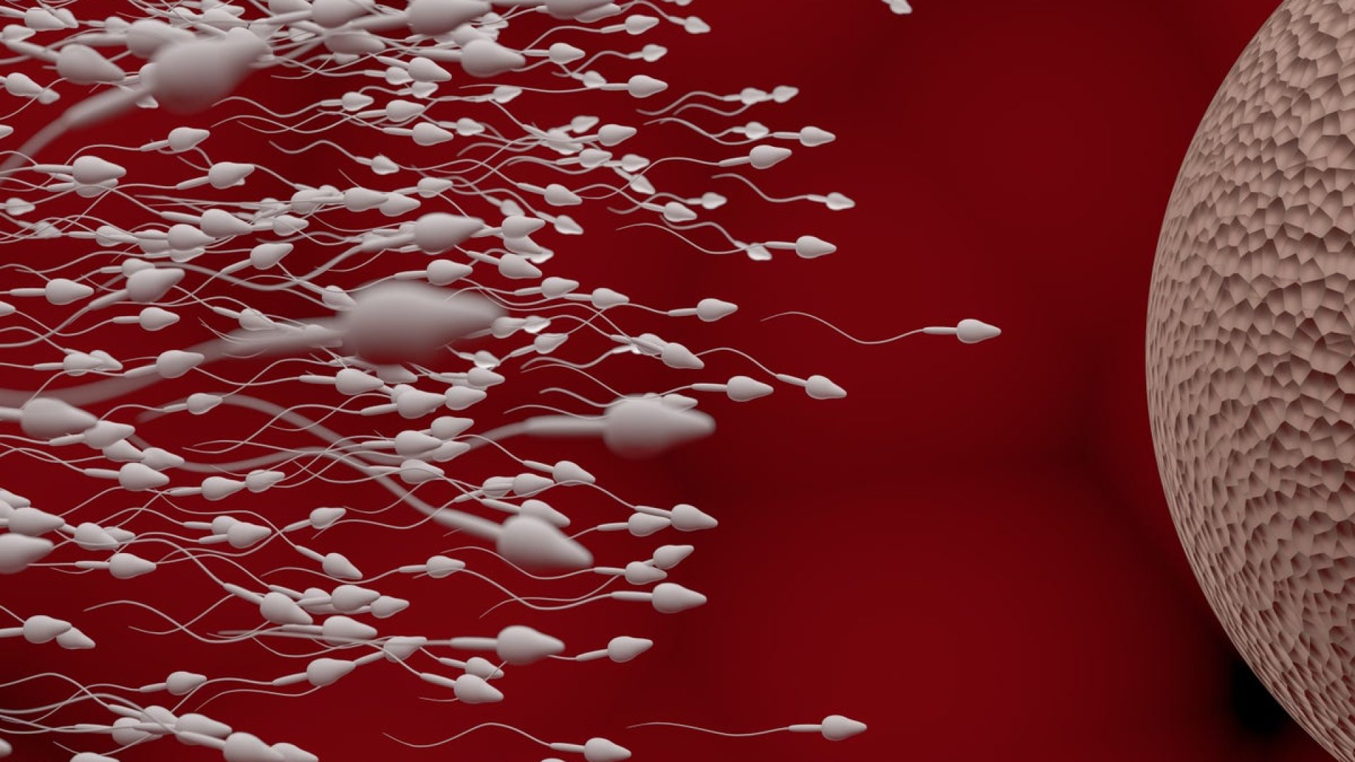 Sperm quality improved in men with obesity after a course of GLP-1 drugs. vchal/Getty Images