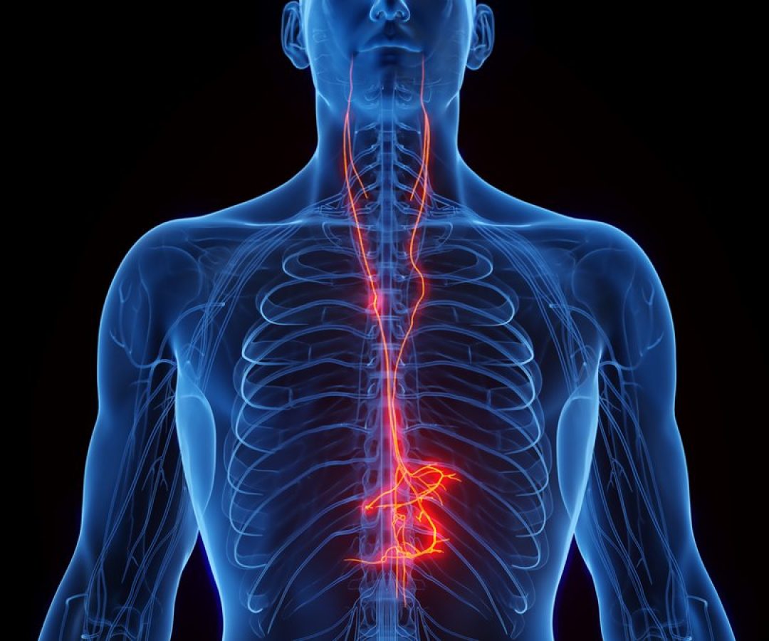 The vagus nerve acts as the highway of the autonomic nervous system, running through the body to ...