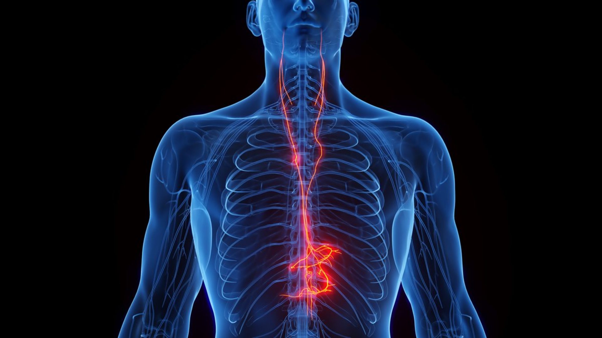 The vagus nerve acts as the highway of the autonomic nervous system, running through the body to ...