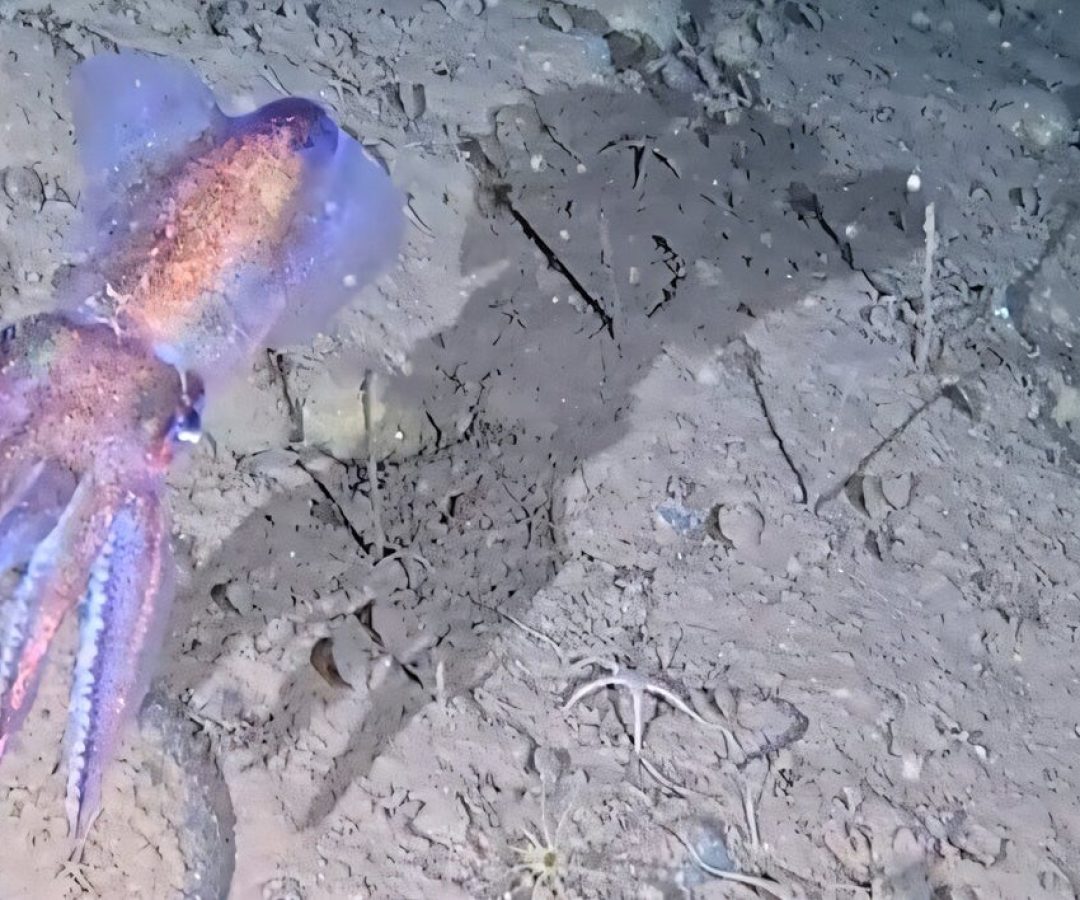 An Arctic bobtail squid. University of Western Australia