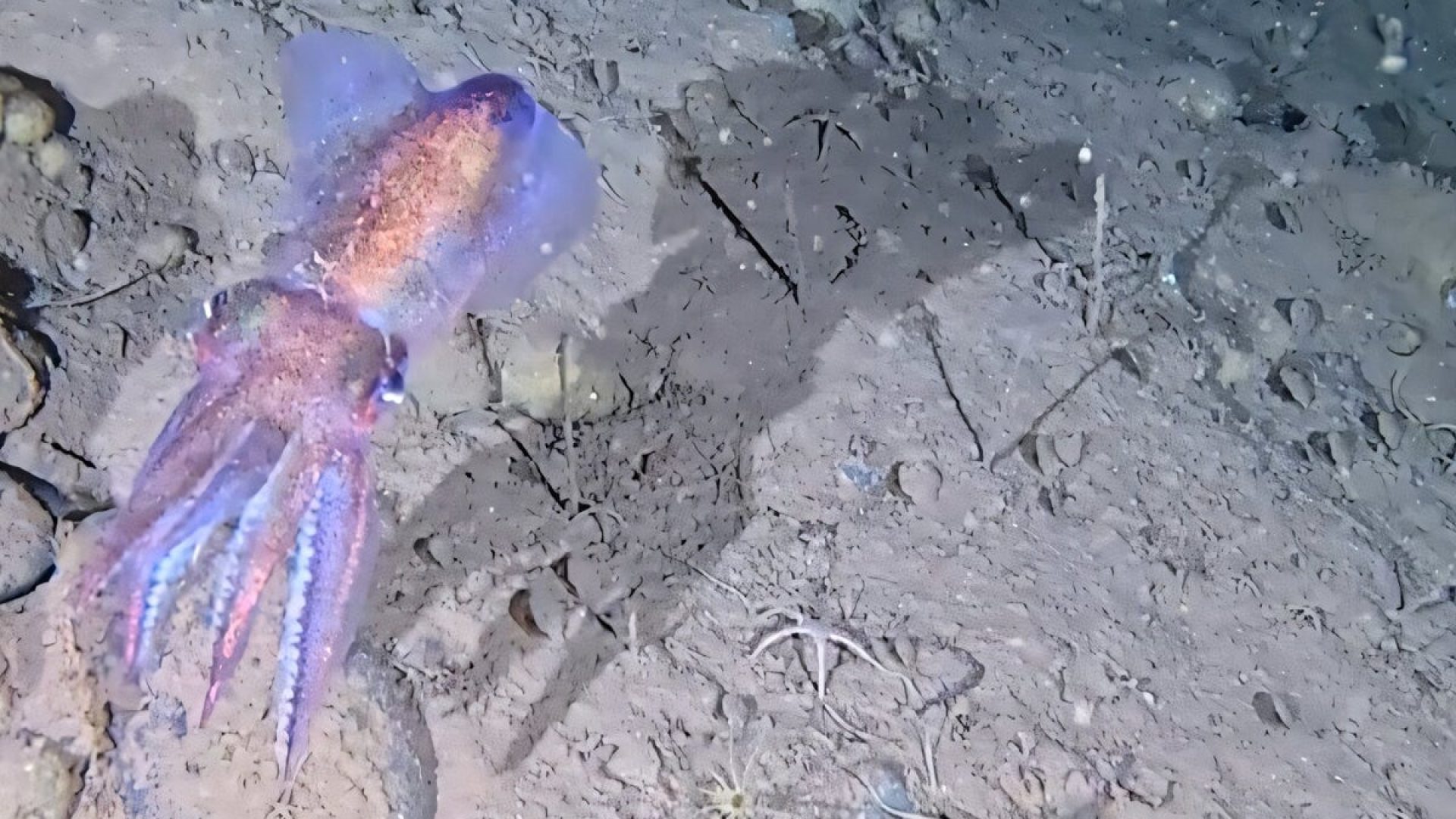 An Arctic bobtail squid. University of Western Australia