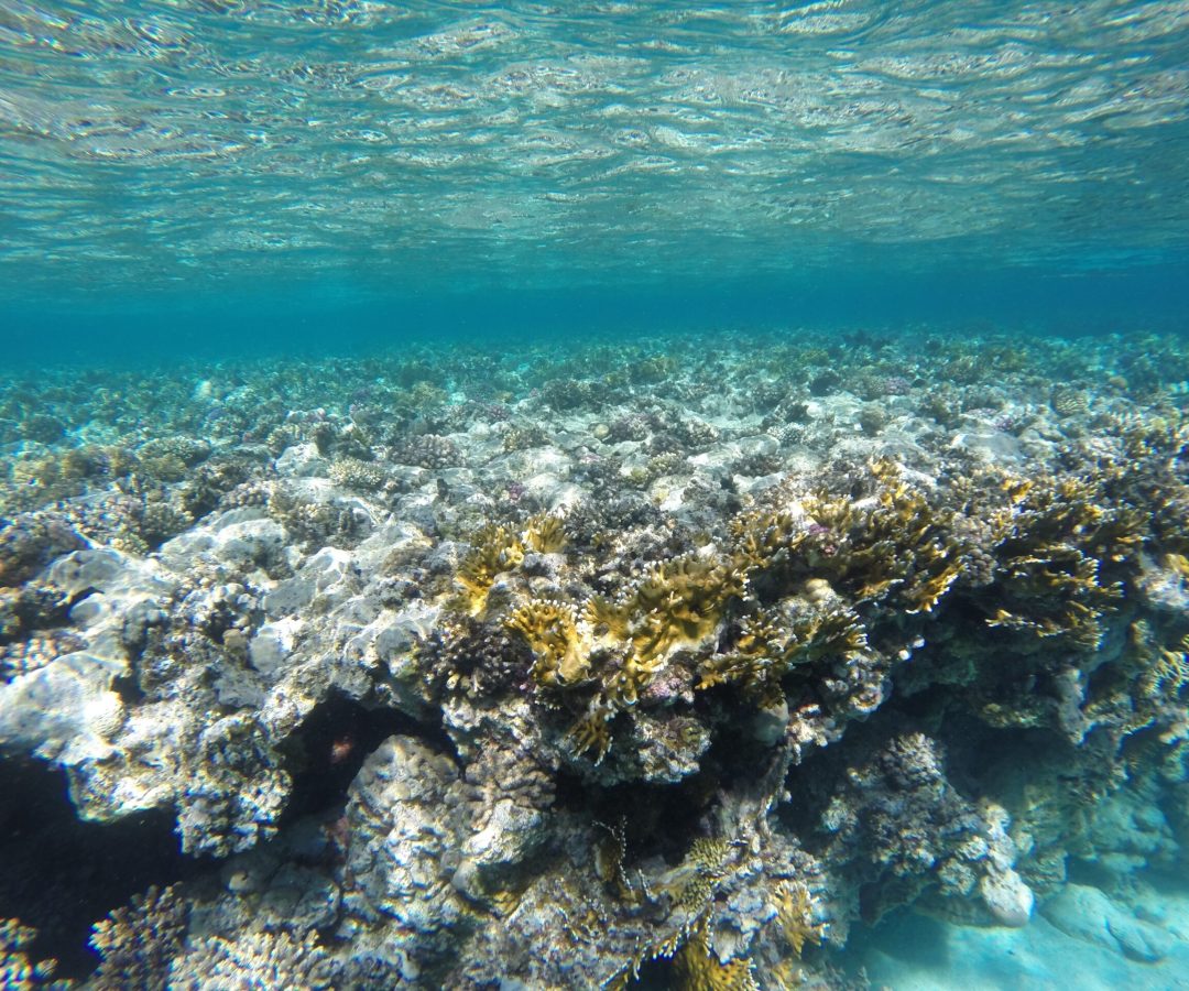 A degradação dos ecossistemas de recifes de coral, os impactos da pesca e os danos à infraestr...