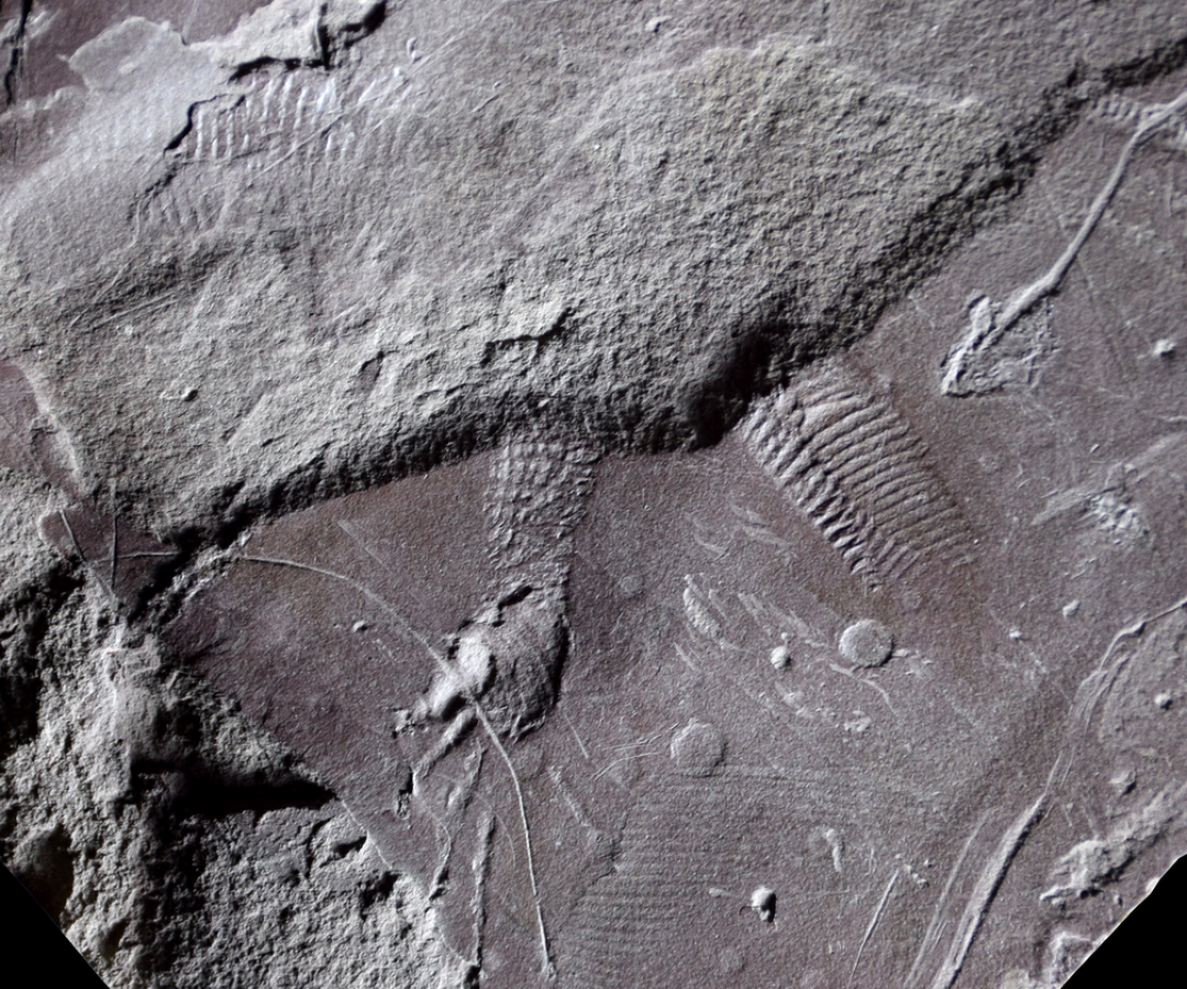 Fossil impression of the hind limb, tail and cloacal vent of Cabarzichnus pulchrus, a small lizar...