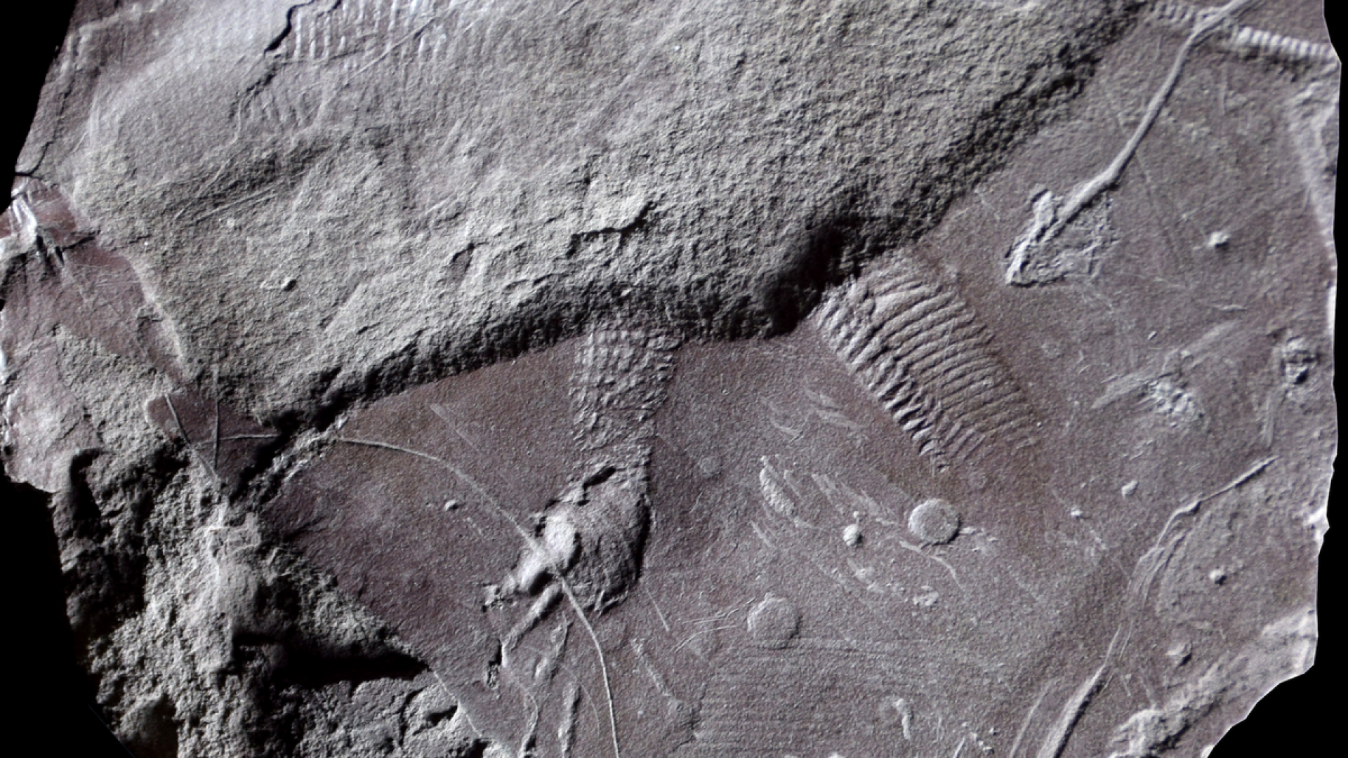 Fossil impression of the hind limb, tail and cloacal vent of Cabarzichnus pulchrus, a small lizar...