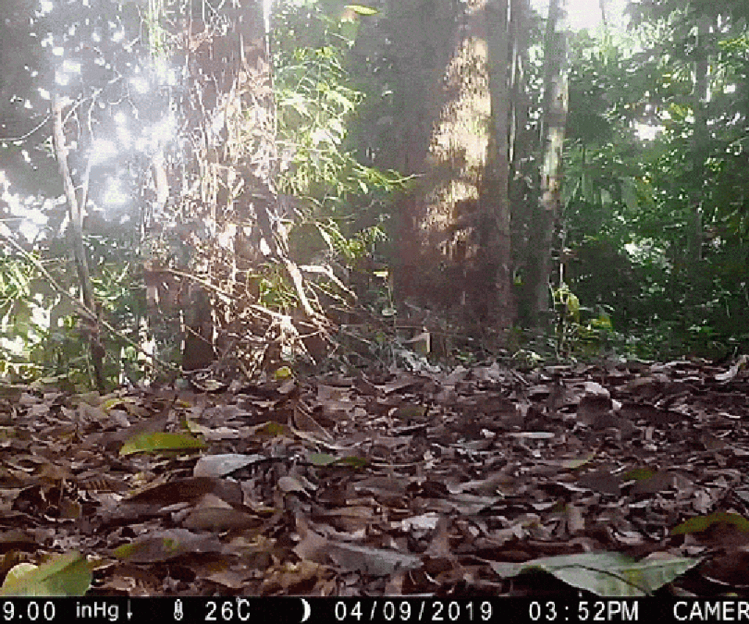 A Sunda clouded leopard walks in front of a camera trap in Sabah, Borneo. Panthera