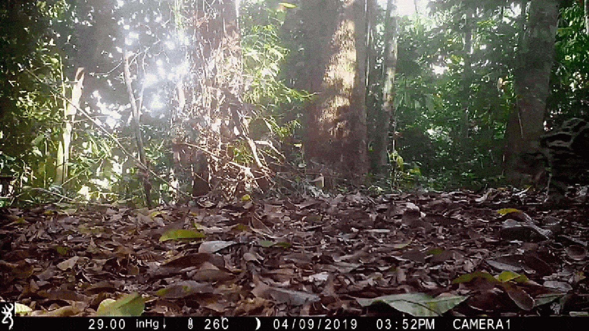 A Sunda clouded leopard walks in front of a camera trap in Sabah, Borneo. Panthera