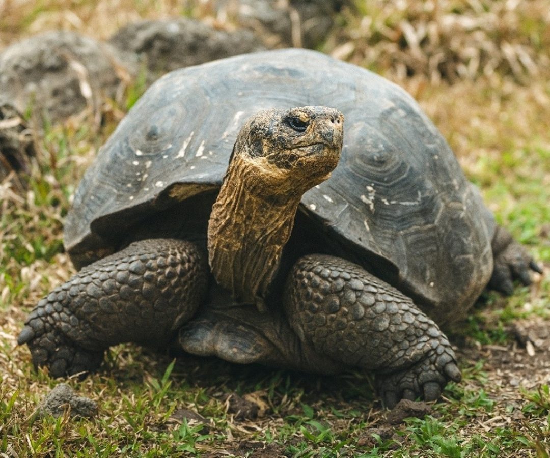 Credits: © Galápagos Conservancy, used with permission