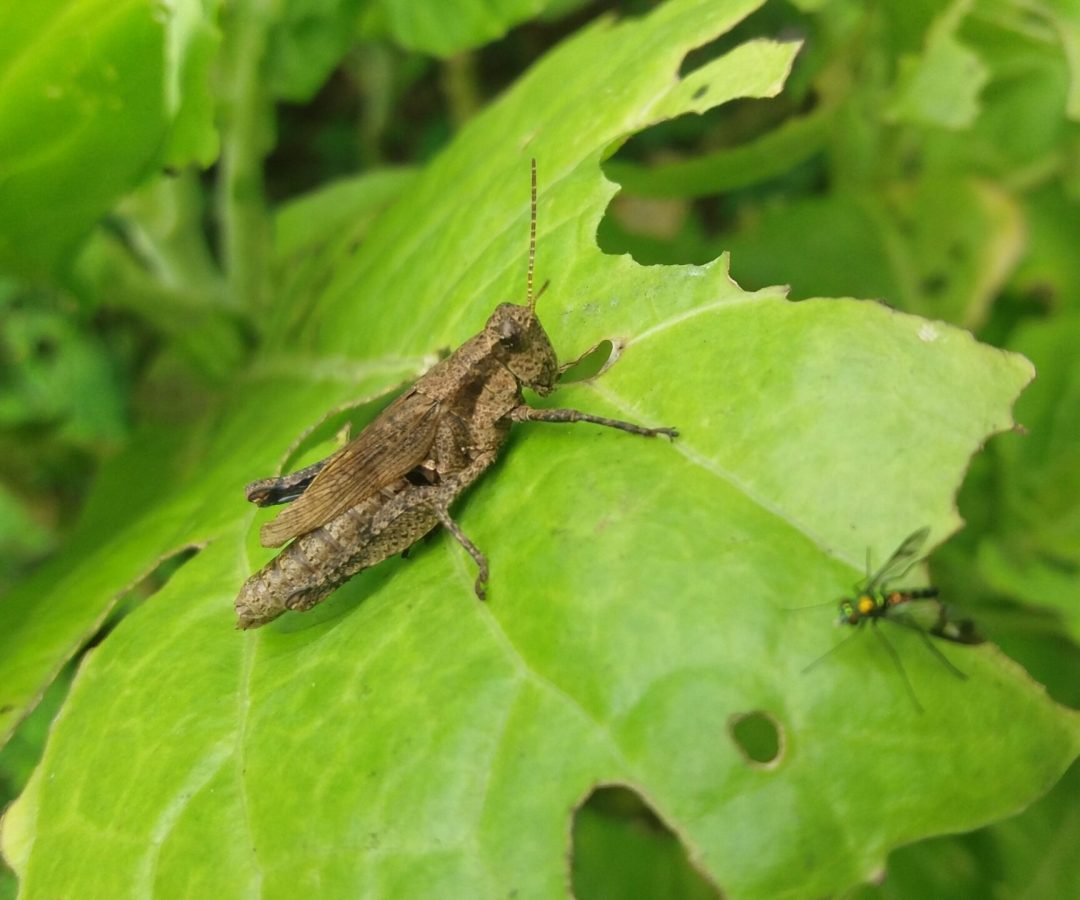 grilo-em-folha-de-couve